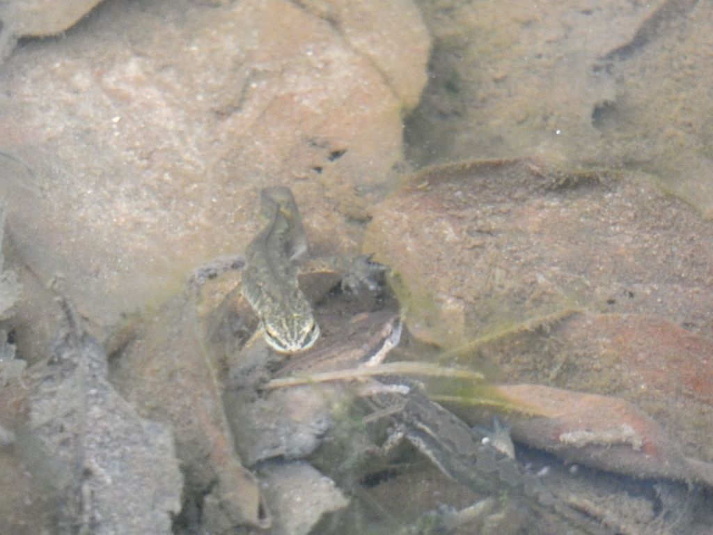 Lissotriton helveticus | Fadenmolch Lissotriton helveticus | Fadenmolch