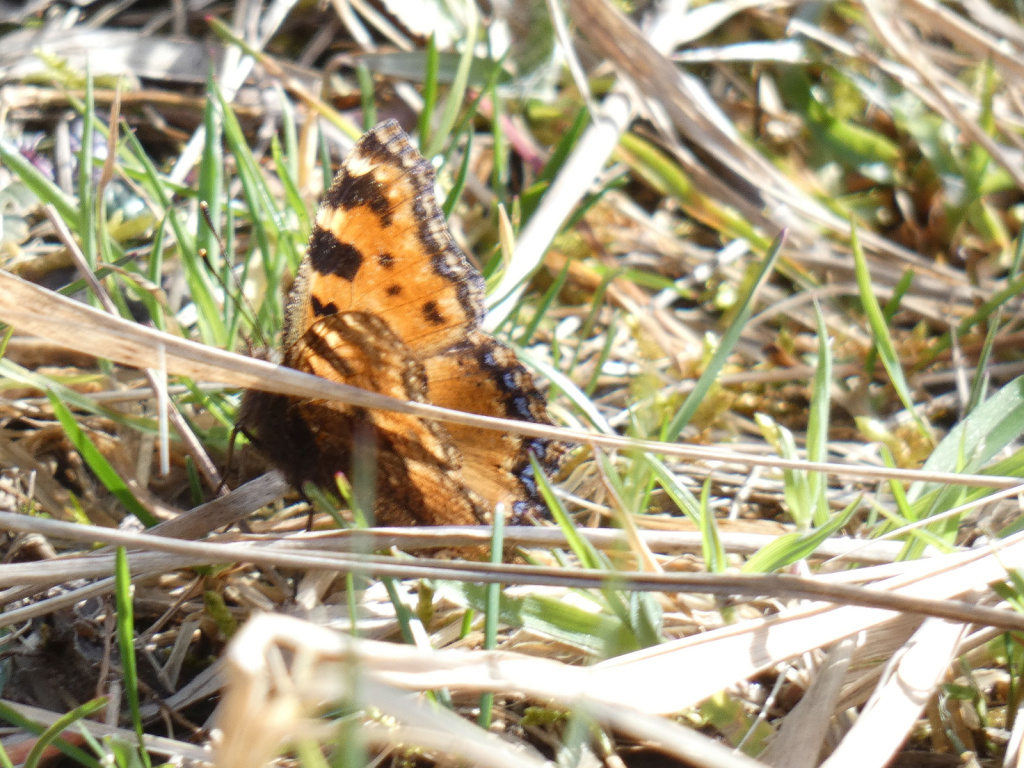 Nymphalis urticae | Kleiner Fuchs Nymphalis urticae | Kleiner Fuchs