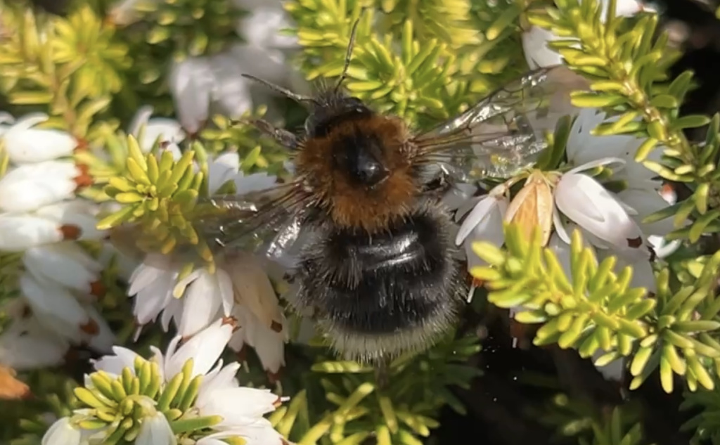 Bombus hypnorum | Baumhummel Bombus hypnorum | Baumhummel