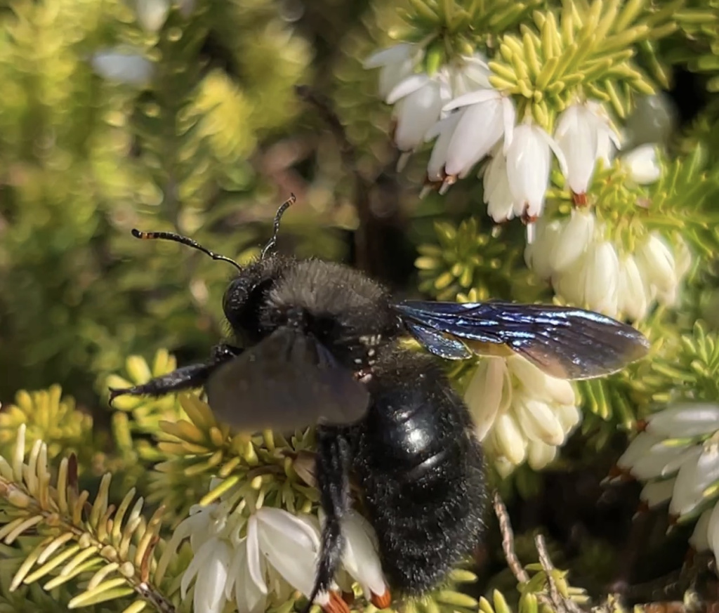 Xylocopa violacea | Blauschwarze Holzbiene Xylocopa violacea | Blauschwarze Holzbiene