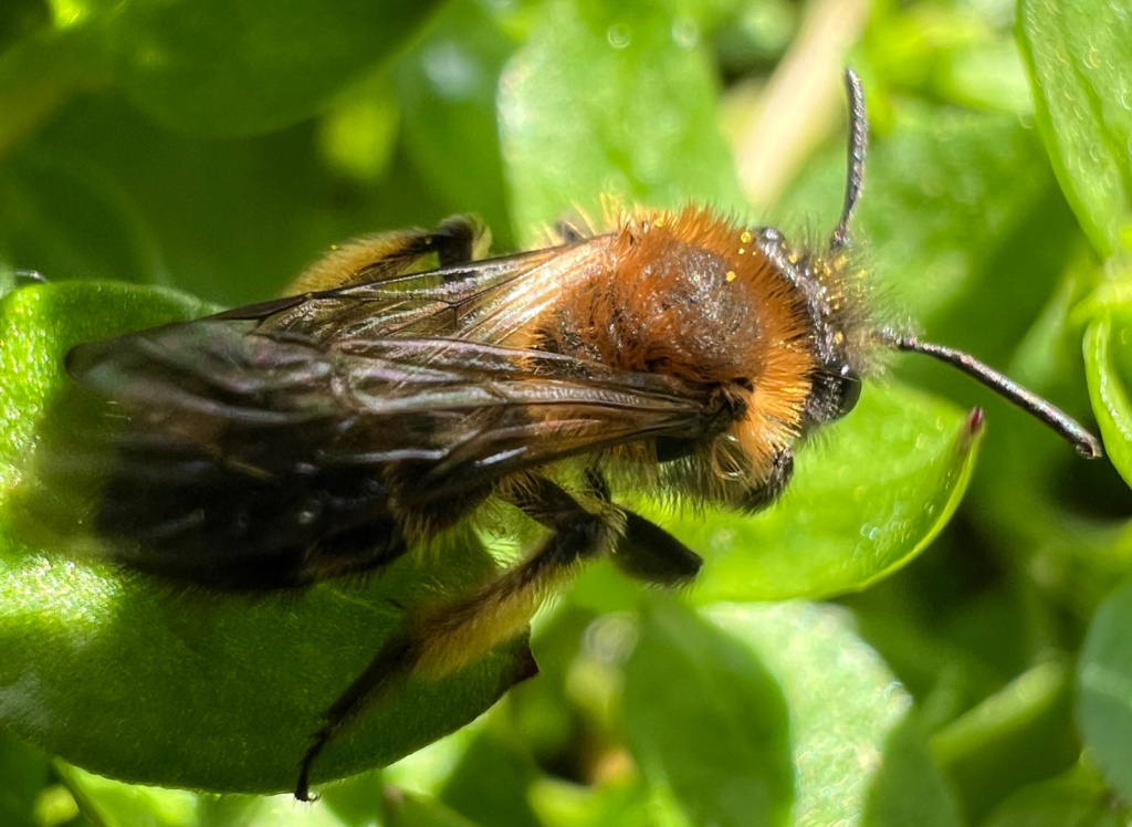 Andrena bicolor | Zweifarbige Sandbiene Andrena bicolor | Zweifarbige Sandbiene