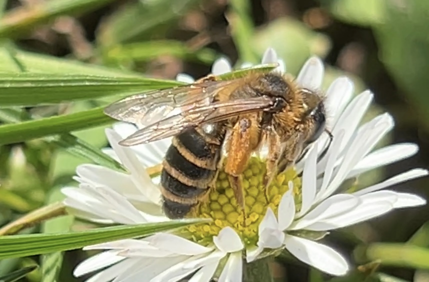 Andrena flavipes | Gewöhnliche Bindensandbiene Andrena flavipes | Gewöhnliche Bindensandbiene