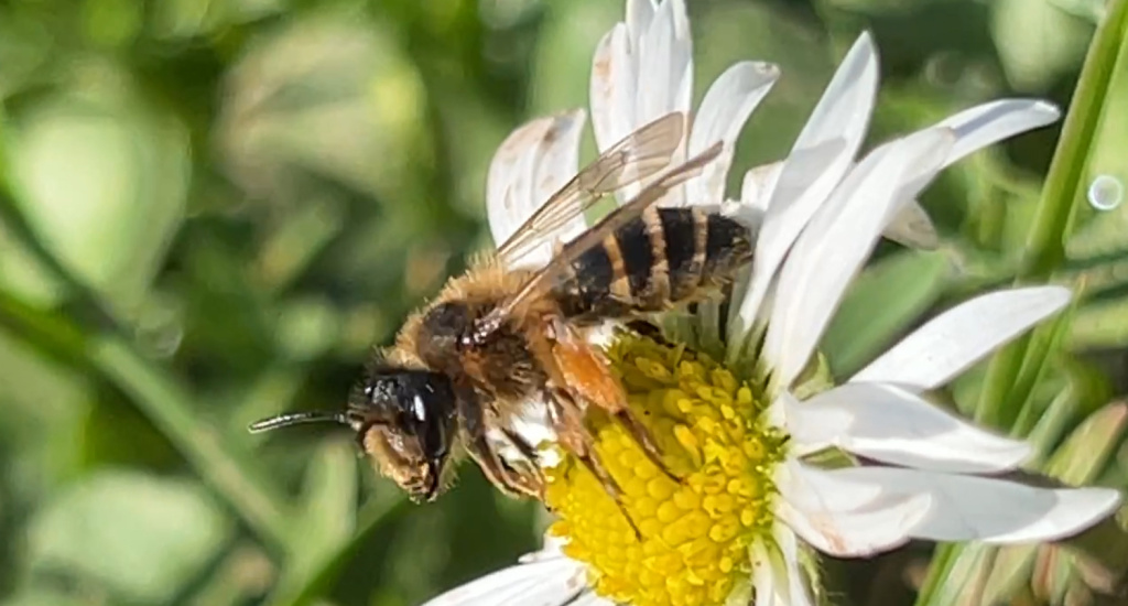 Andrena flavipes | Gewöhnliche Bindensandbiene Andrena flavipes | Gewöhnliche Bindensandbiene
