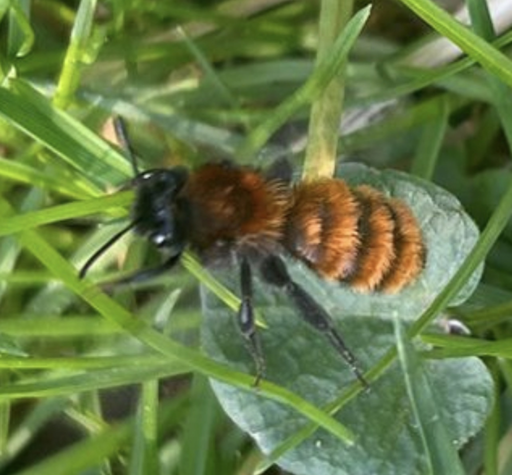 Andrena fulva | Fuchsrote Lockensandbiene Andrena fulva | Fuchsrote Lockensandbiene