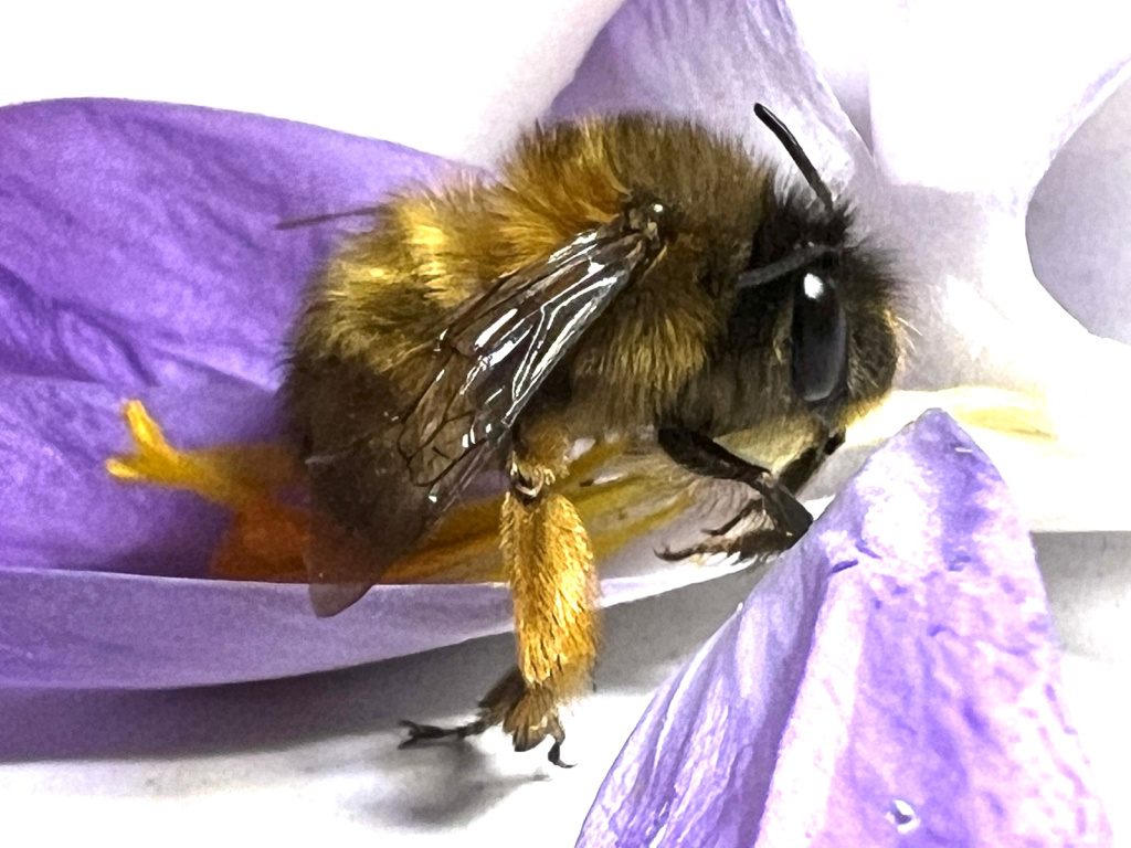 Anthophora plumipes | Frühlings-Pelzbiene Anthophora plumipes | Frühlings-Pelzbiene