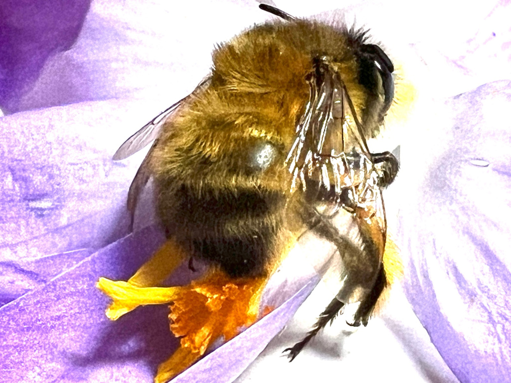 Anthophora plumipes | Frühlings-Pelzbiene Anthophora plumipes | Frühlings-Pelzbiene