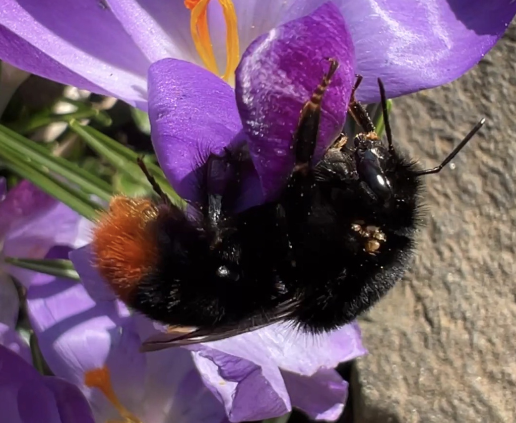 Bombus lapidarius | Steinhummel Bombus lapidarius | Steinhummel