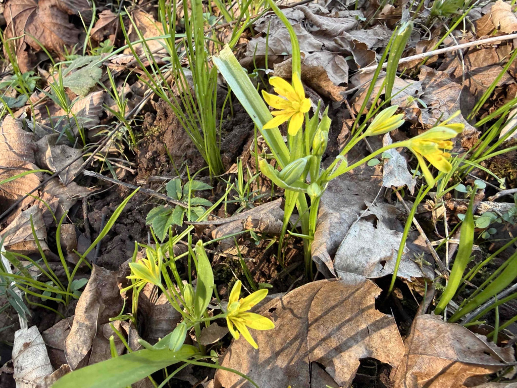 Gagea lutea | Wald-Goldstern Gagea lutea | Wald-Goldstern