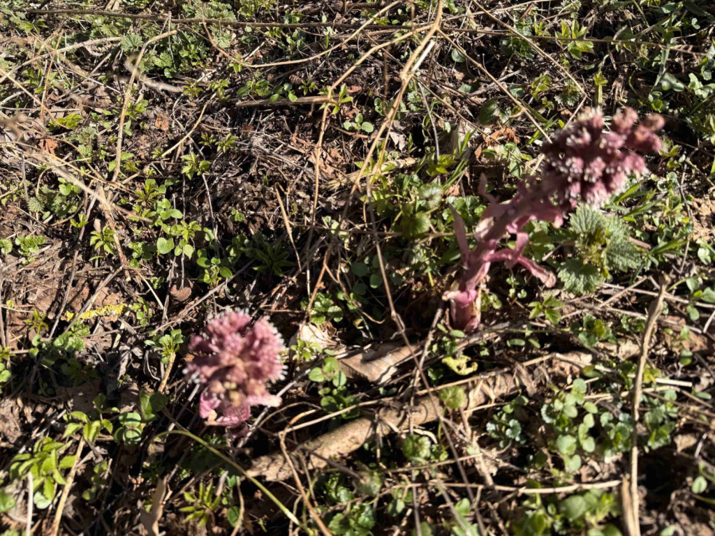 Petasites hybridus subsp. hybridus | Gewöhnliche Pestwurz Petasites hybridus subsp. hybridus | Gewöhnliche Pestwurz