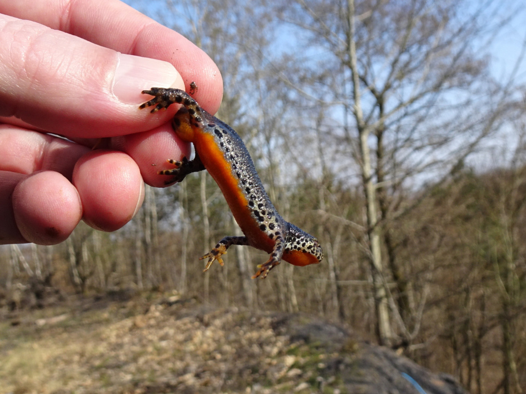 Ichthyosaura alpestris | Bergmolch Ichthyosaura alpestris | Bergmolch