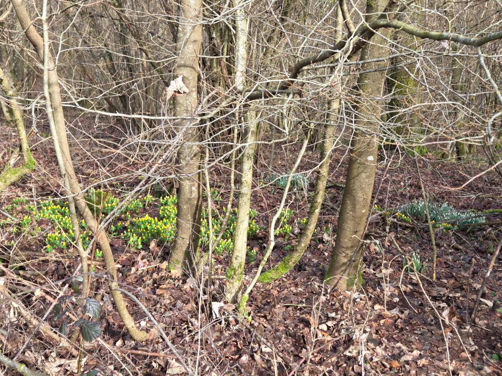 Galanthus nivalis subsp. nivalis | Gewöhnliches Schneeglöckchen Galanthus nivalis subsp. nivalis | Gewöhnliches Schneeglöckchen