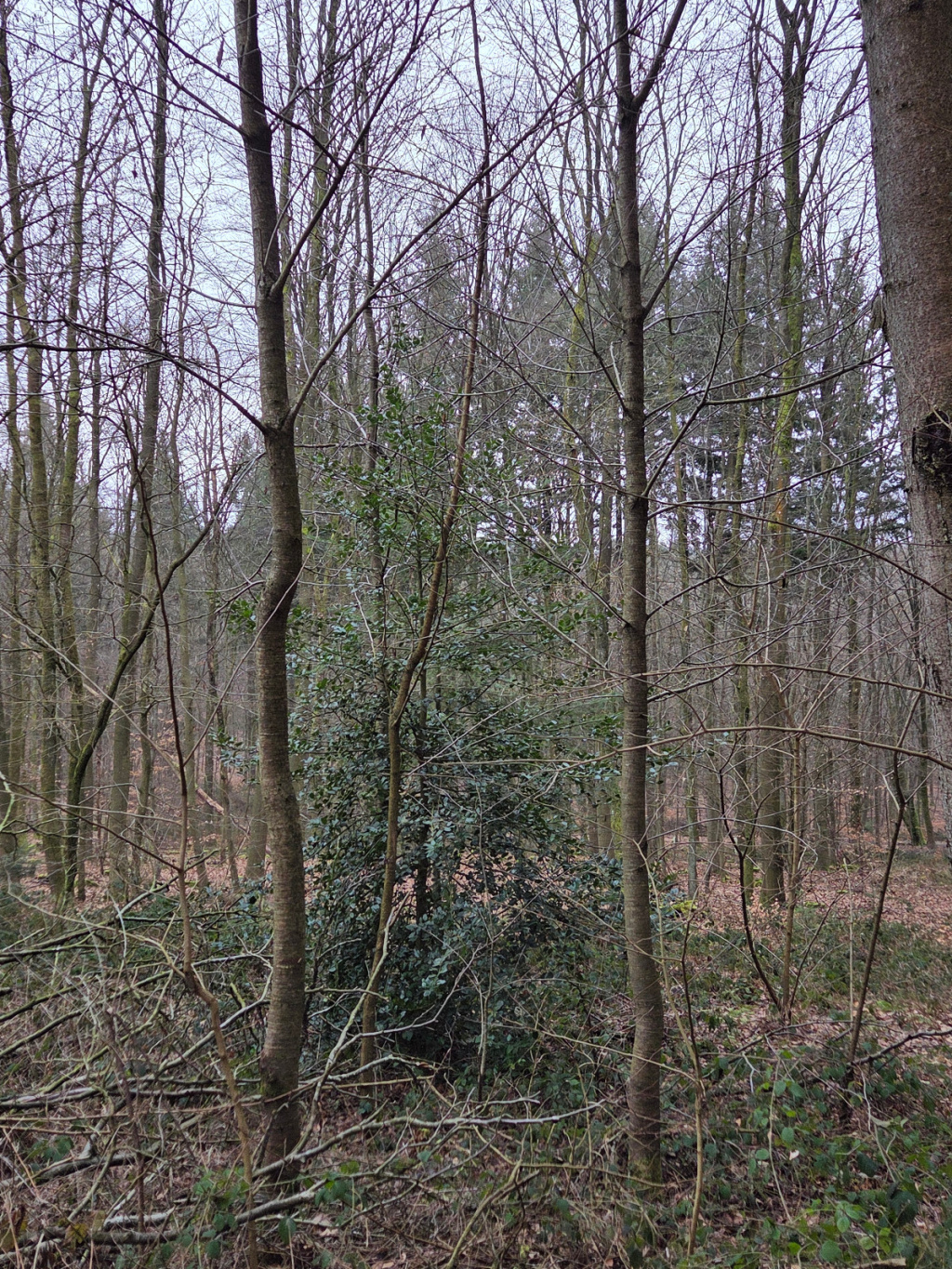 Ilex aquifolium | Europäische Stechpalme Ilex aquifolium | Europäische Stechpalme