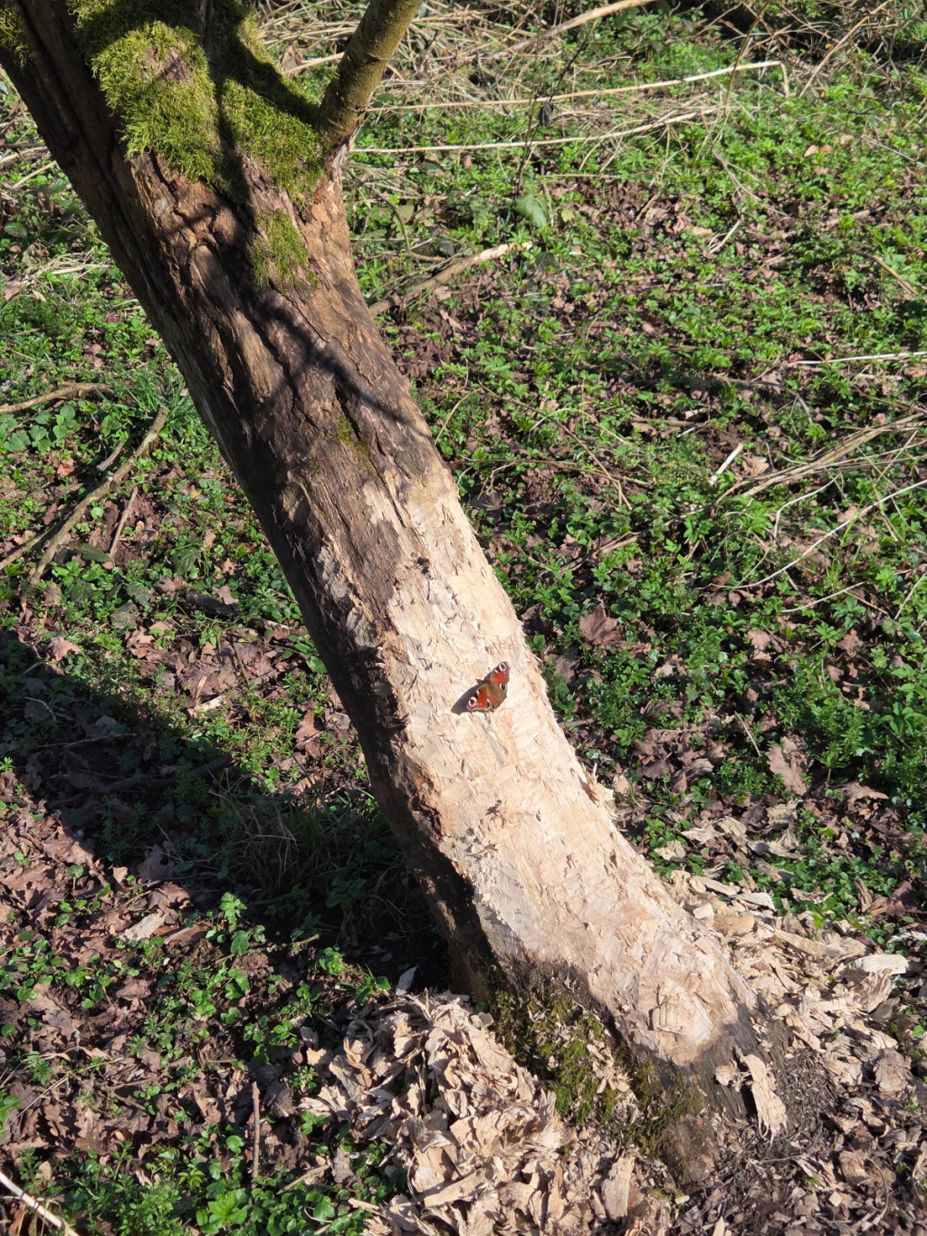 Nymphalis io | Tagpfauenauge Nymphalis io | Tagpfauenauge