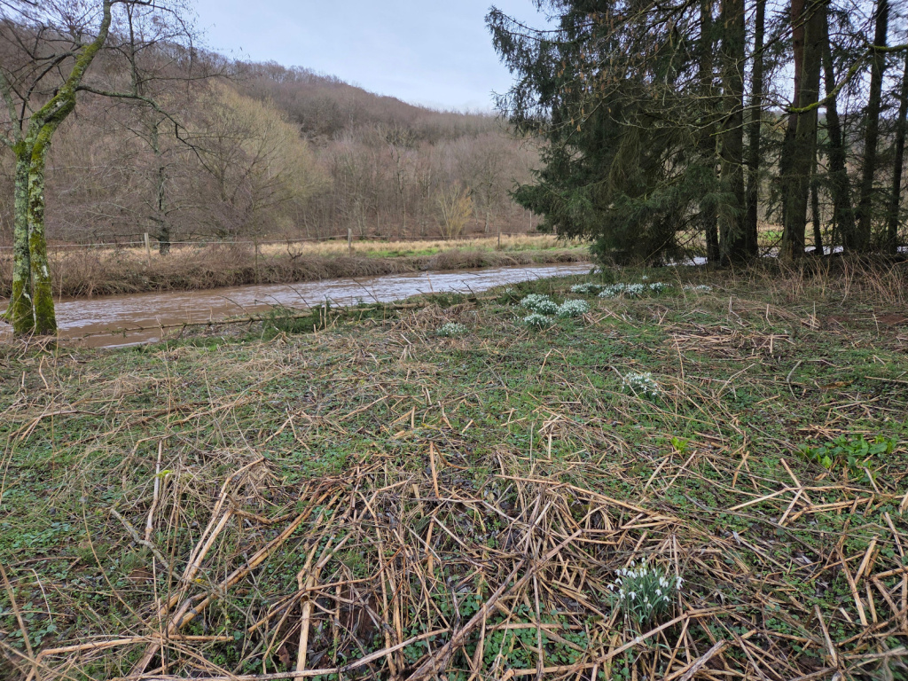 Galanthus nivalis subsp. nivalis | Gewöhnliches Schneeglöckchen Galanthus nivalis subsp. nivalis | Gewöhnliches Schneeglöckchen