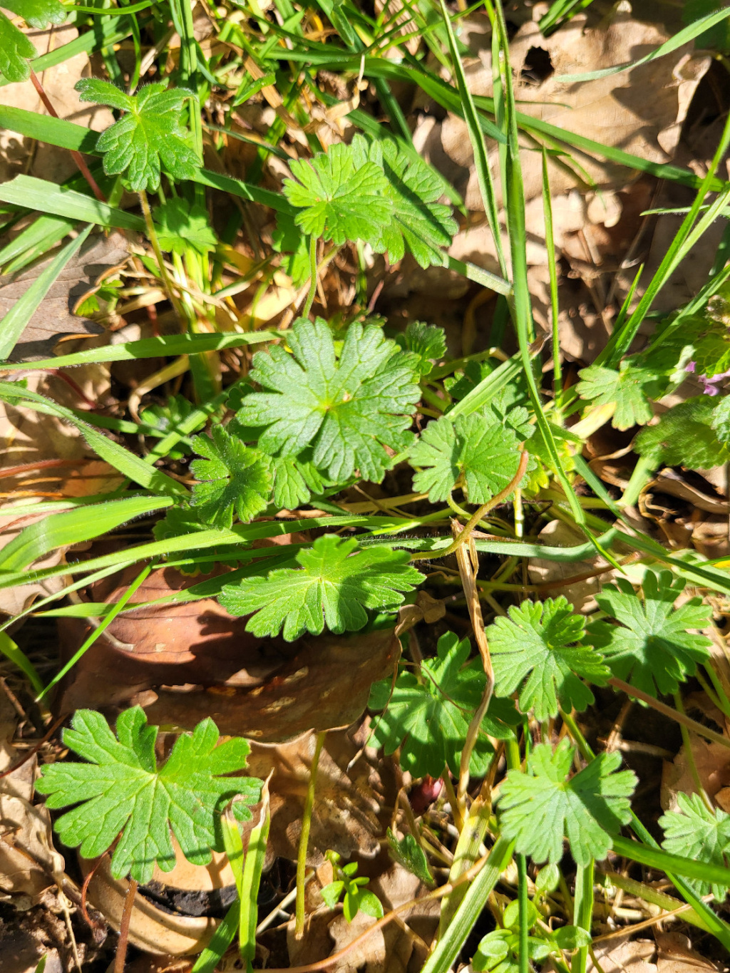Geranium molle | Weicher Storchschnabel Geranium molle | Weicher Storchschnabel