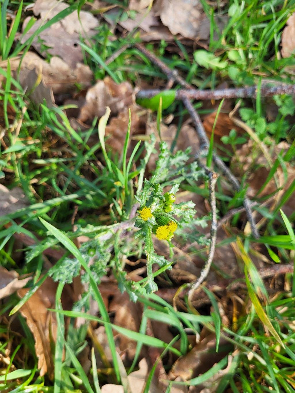 Senecio vulgaris subsp. vulgaris Senecio vulgaris subsp. vulgaris