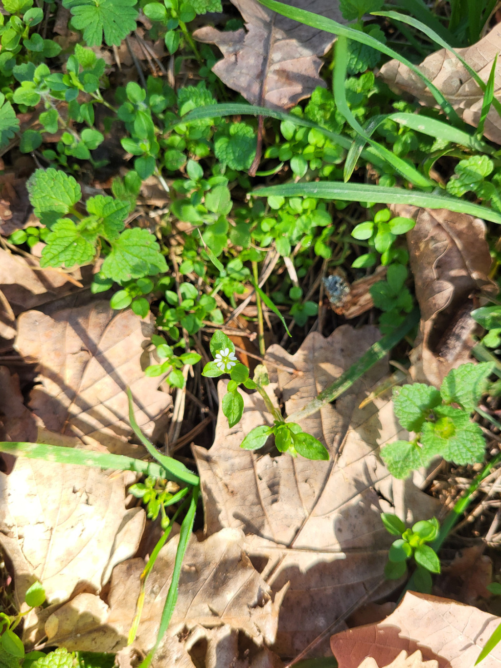 Stellaria media agg. | Vogel-Sternmiere (Artengruppe) Stellaria media agg. | Vogel-Sternmiere (Artengruppe)