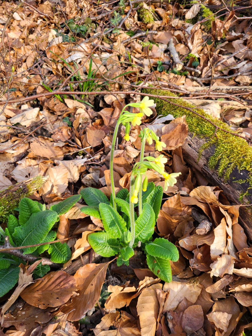 Primula elatior | Hohe Primel Primula elatior | Hohe Primel