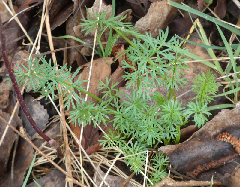 Dichoropetalum carvifolia | Kümmelblatt-Haarstrang Dichoropetalum carvifolia | Kümmelblatt-Haarstrang