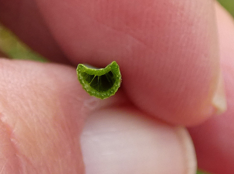 Allium vineale s. l. Allium vineale s. l.