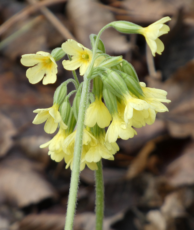 Primula elatior | Hohe Primel Primula elatior | Hohe Primel