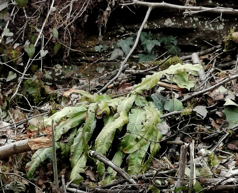 Asplenium scolopendrium subsp. scolopendrium | Hirschzunge Asplenium scolopendrium subsp. scolopendrium | Hirschzunge
