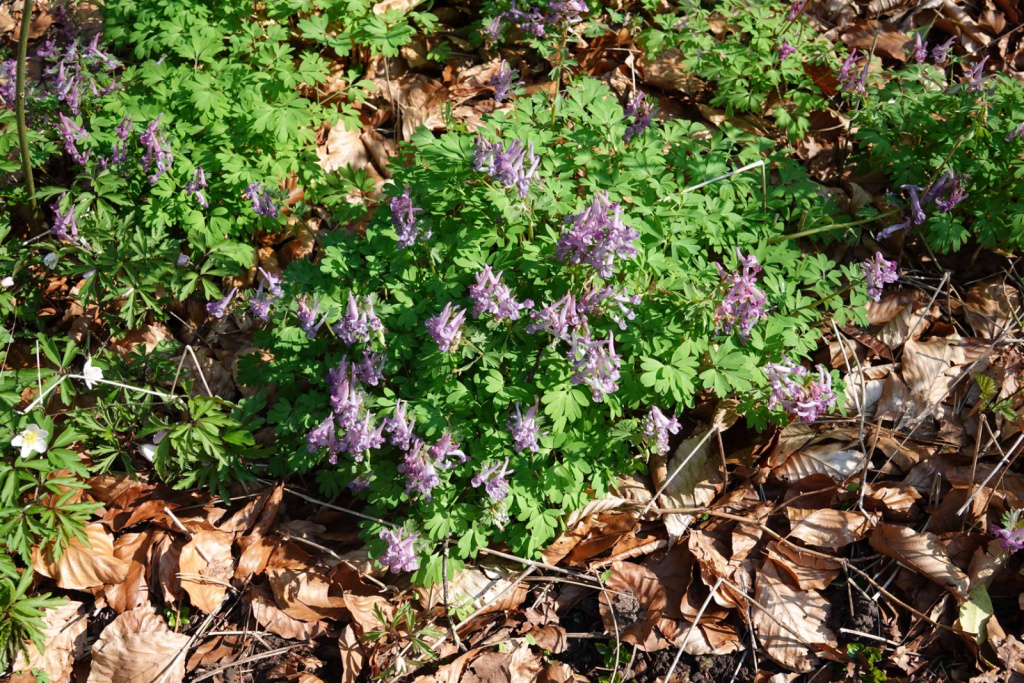 Corydalis solida subsp. solida | Finger-Lerchensporn Corydalis solida subsp. solida | Finger-Lerchensporn