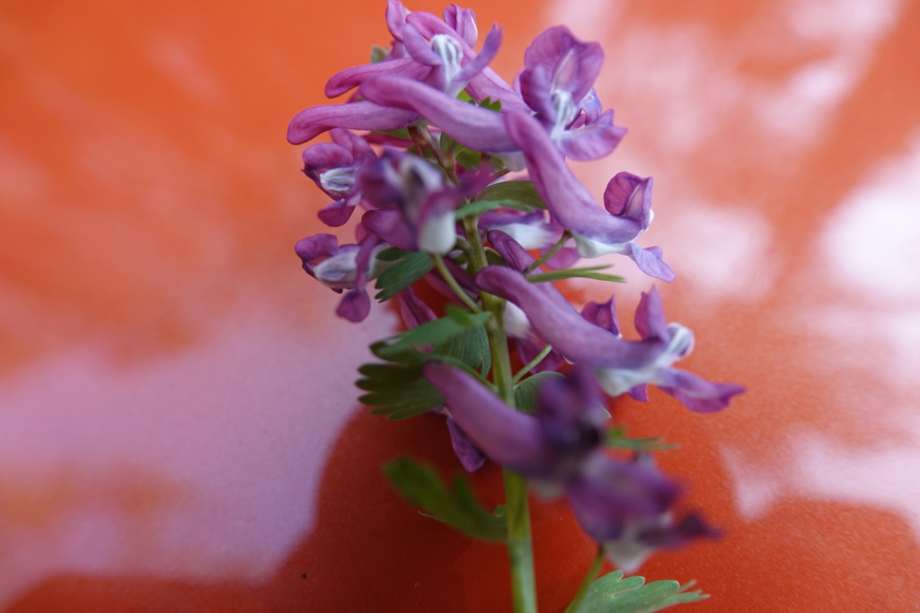 Corydalis solida subsp. solida | Finger-Lerchensporn Corydalis solida subsp. solida | Finger-Lerchensporn