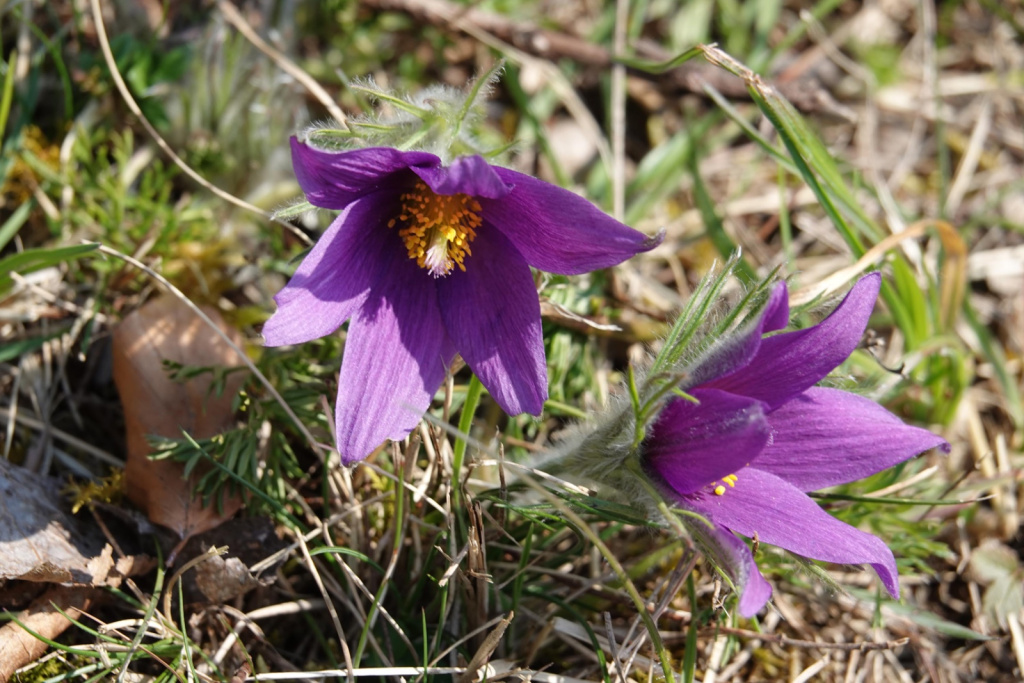 Pulsatilla vulgaris subsp. vulgaris | Gewöhnliche Küchenschelle Pulsatilla vulgaris subsp. vulgaris | Gewöhnliche Küchenschelle