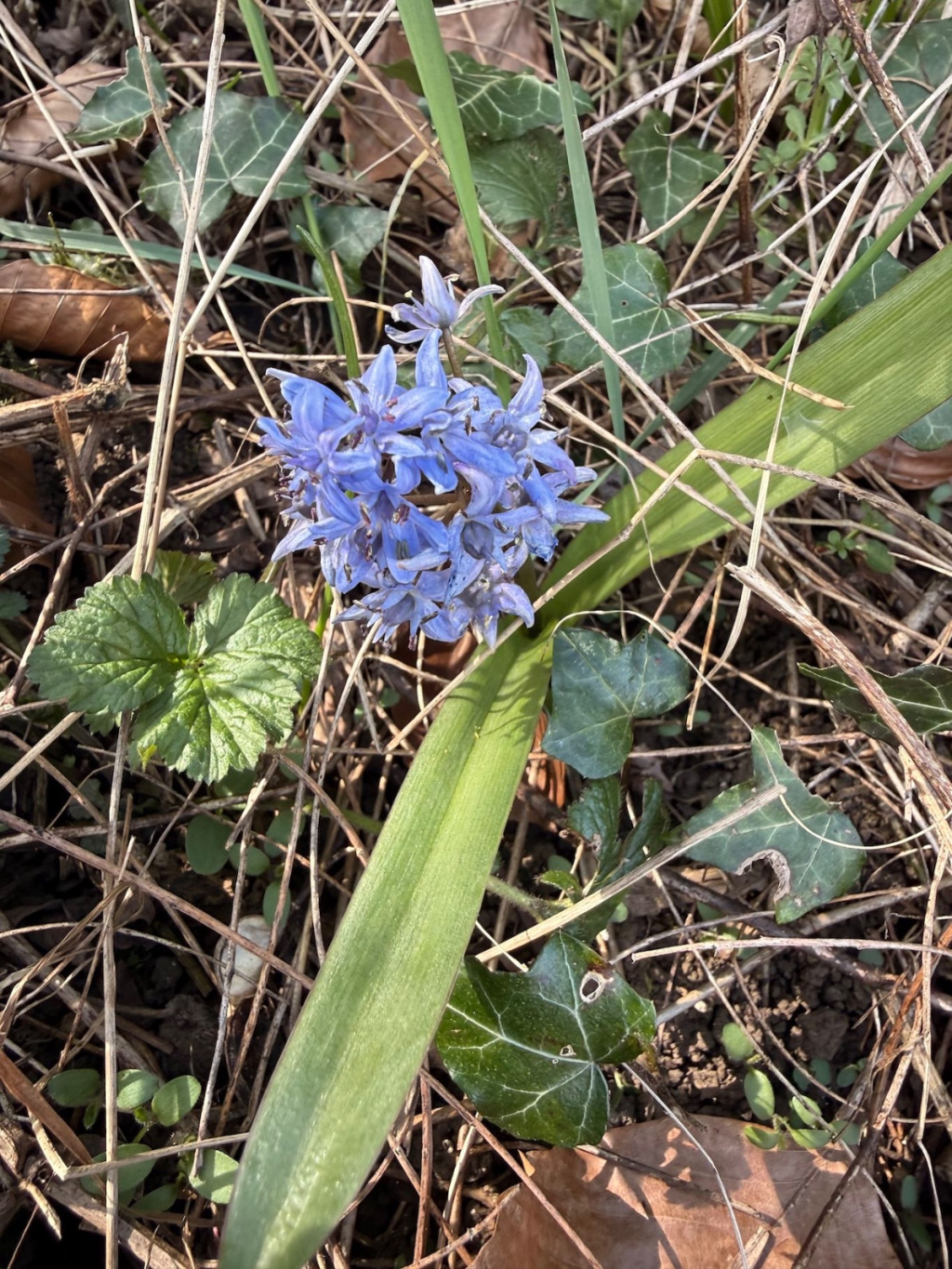 Scilla bifolia | Zweiblättriger Blaustern Scilla bifolia | Zweiblättriger Blaustern