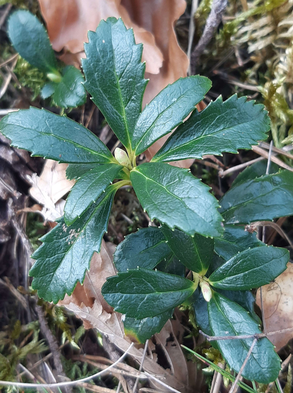 Chimaphila umbellata | Dolden-Winterlieb Chimaphila umbellata | Dolden-Winterlieb