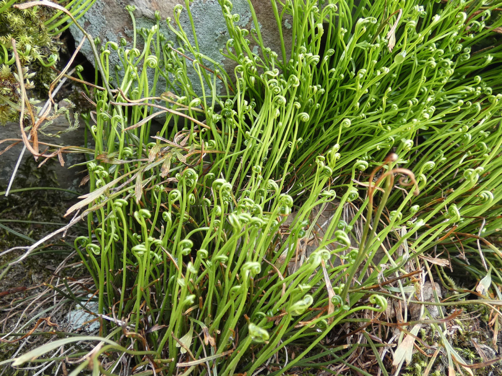 Asplenium septentrionale | Nördlicher Streifenfarn Asplenium septentrionale | Nördlicher Streifenfarn