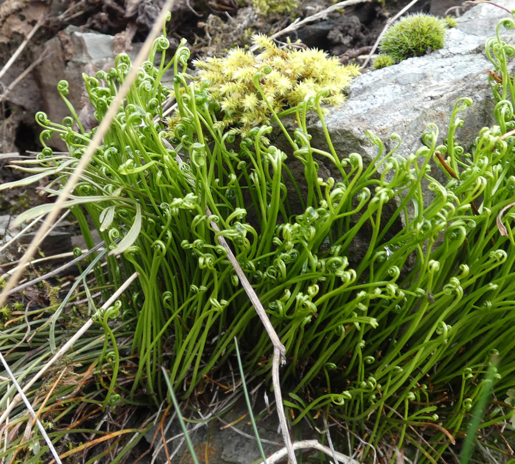 Asplenium septentrionale | Nördlicher Streifenfarn Asplenium septentrionale | Nördlicher Streifenfarn