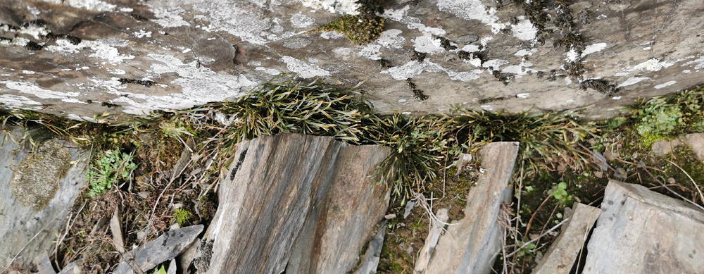 Asplenium septentrionale | Nördlicher Streifenfarn Asplenium septentrionale | Nördlicher Streifenfarn