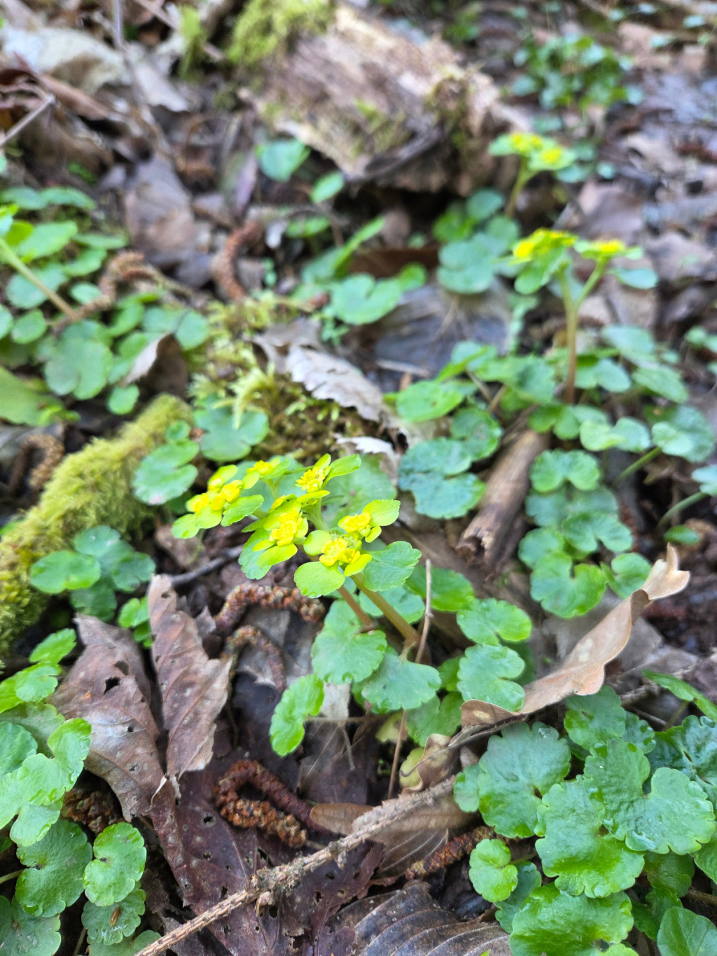 Chrysosplenium alternifolium | Wechselblättriges Milzkraut Chrysosplenium alternifolium | Wechselblättriges Milzkraut