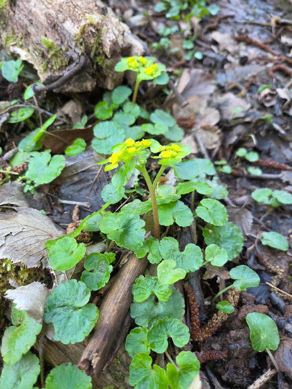 Chrysosplenium alternifolium | Wechselblättriges Milzkraut Chrysosplenium alternifolium | Wechselblättriges Milzkraut