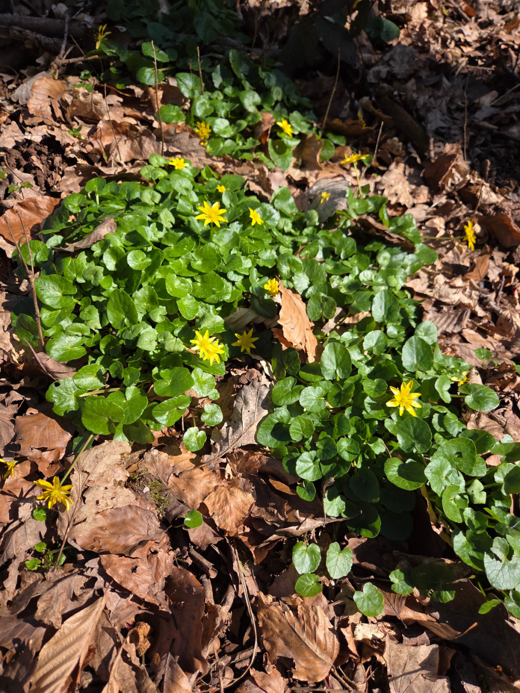 Ficaria verna s. str. | Knöllchen-Scharbockskraut Ficaria verna s. str. | Knöllchen-Scharbockskraut