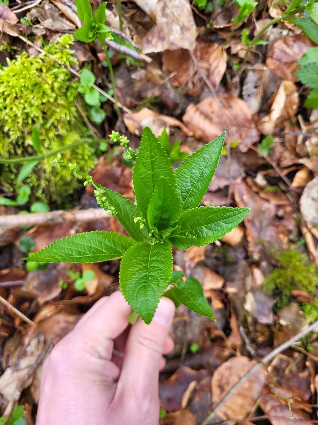 Mercurialis perennis | Ausdauerndes Bingelkraut Mercurialis perennis | Ausdauerndes Bingelkraut