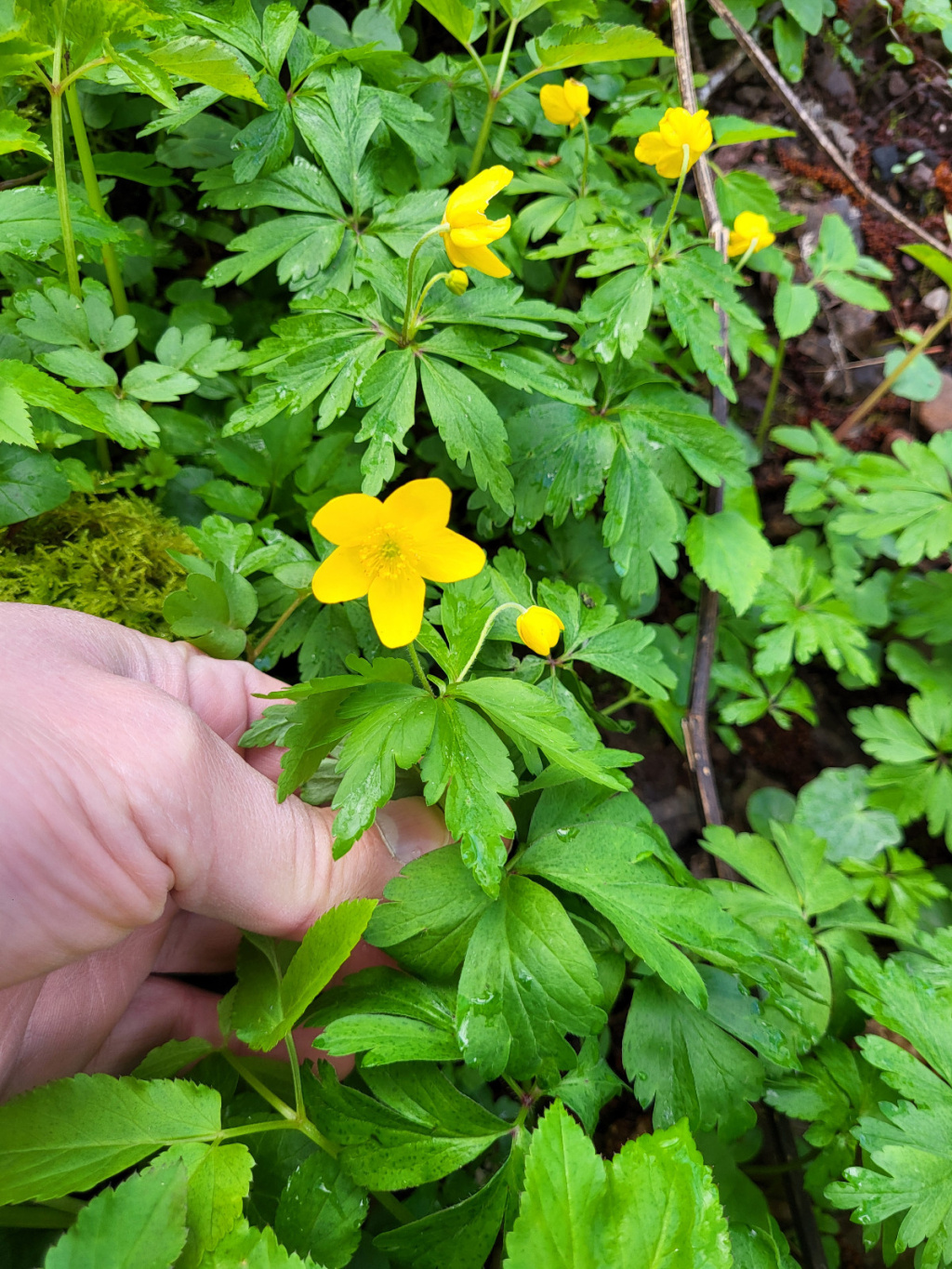 Anemone ranunculoides | Gelbes Windröschen Anemone ranunculoides | Gelbes Windröschen