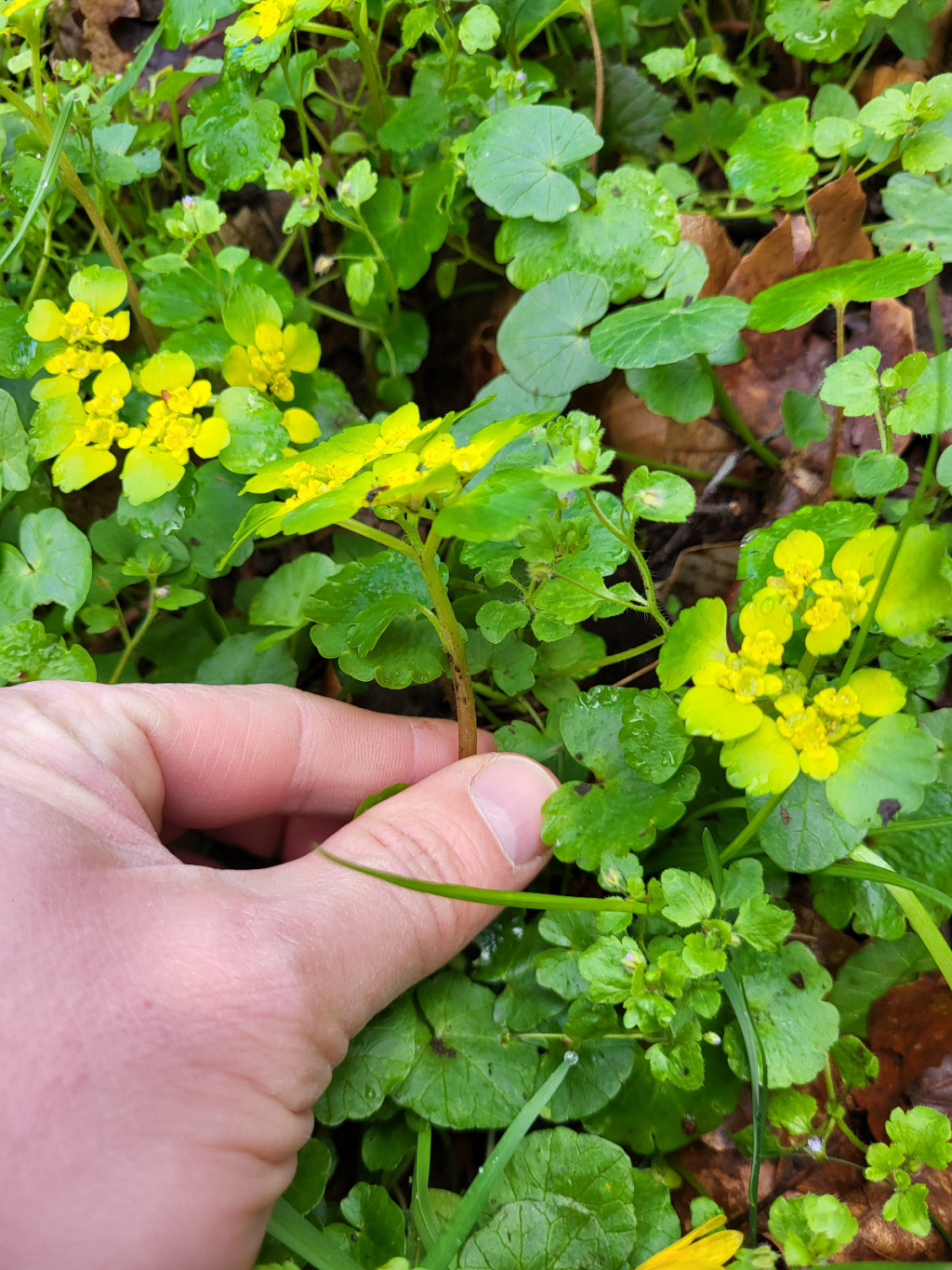 Chrysosplenium alternifolium | Wechselblättriges Milzkraut Chrysosplenium alternifolium | Wechselblättriges Milzkraut