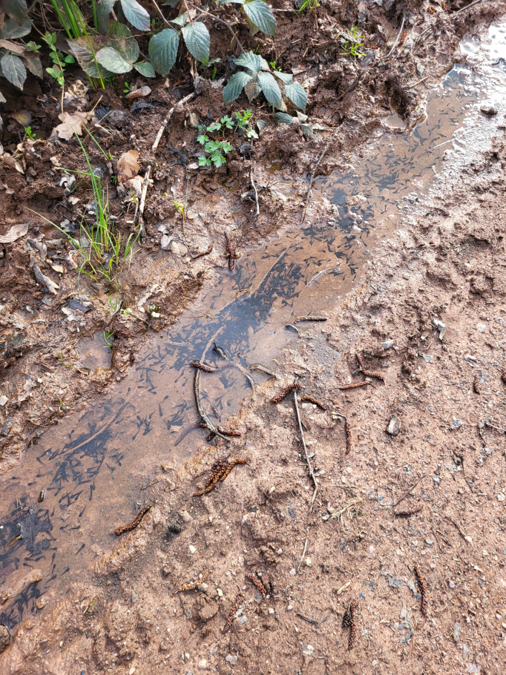 Rana temporaria | Grasfrosch Rana temporaria | Grasfrosch