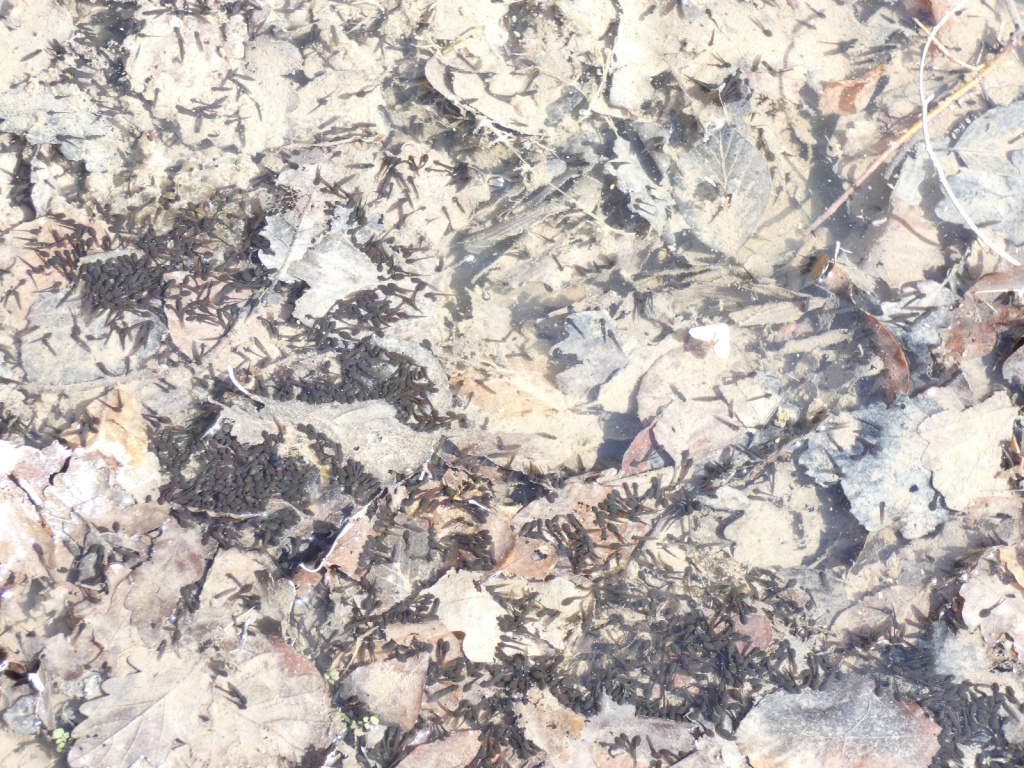 Rana temporaria | Grasfrosch Rana temporaria | Grasfrosch