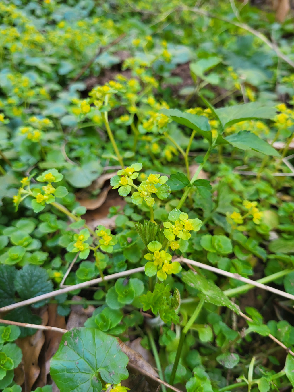 Chrysosplenium oppositifolium | Gegenblättriges Milzkraut Chrysosplenium oppositifolium | Gegenblättriges Milzkraut