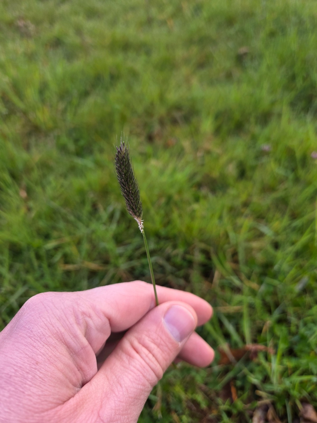 Alopecurus pratensis subsp. pratensis Alopecurus pratensis subsp. pratensis