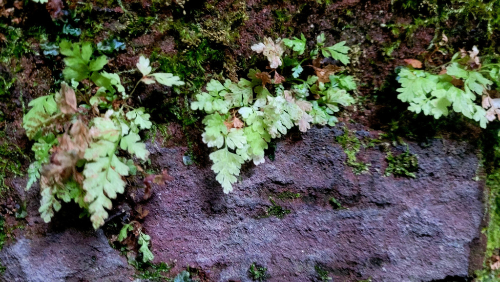 Asplenium adiantum-nigrum subsp. adiantum-nigrum | Schwarzstieliger Streifenfarn Asplenium adiantum-nigrum subsp. adiantum-nigrum | Schwarzstieliger Streifenfarn
