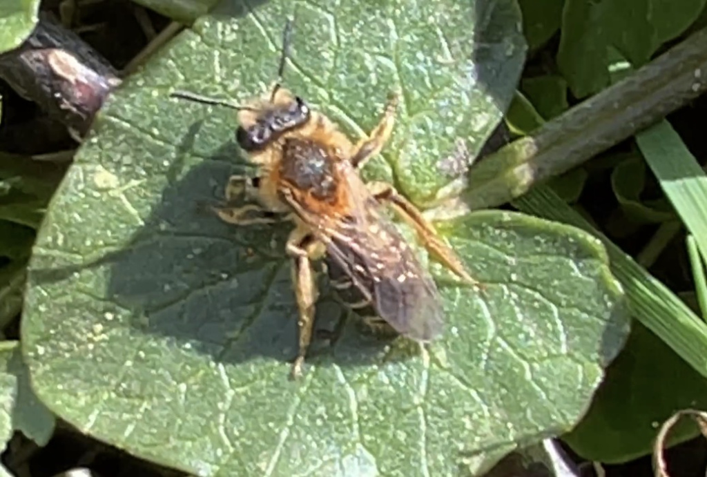 Andrena dorsata | Rotbeinige Körbchensandbiene Andrena dorsata | Rotbeinige Körbchensandbiene