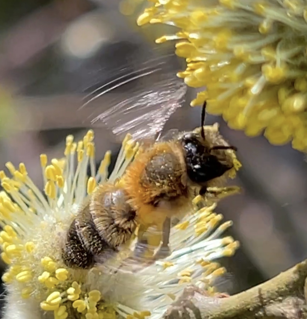 Andrena praecox | Frühe Lockensandbiene Andrena praecox | Frühe Lockensandbiene