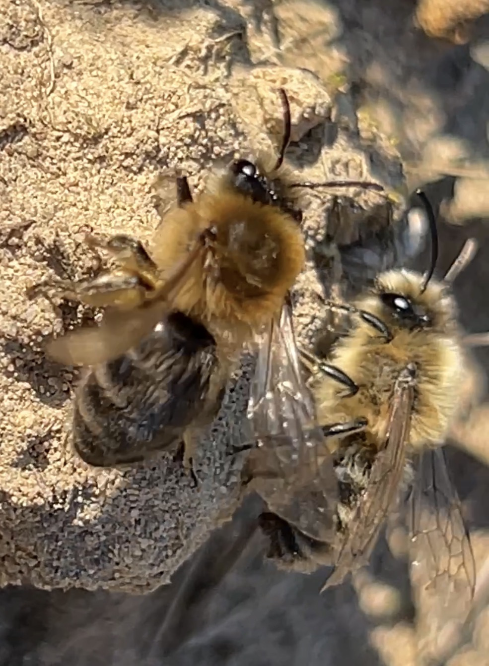 Colletes cunicularius | Frühlings-Seidenbiene Colletes cunicularius | Frühlings-Seidenbiene