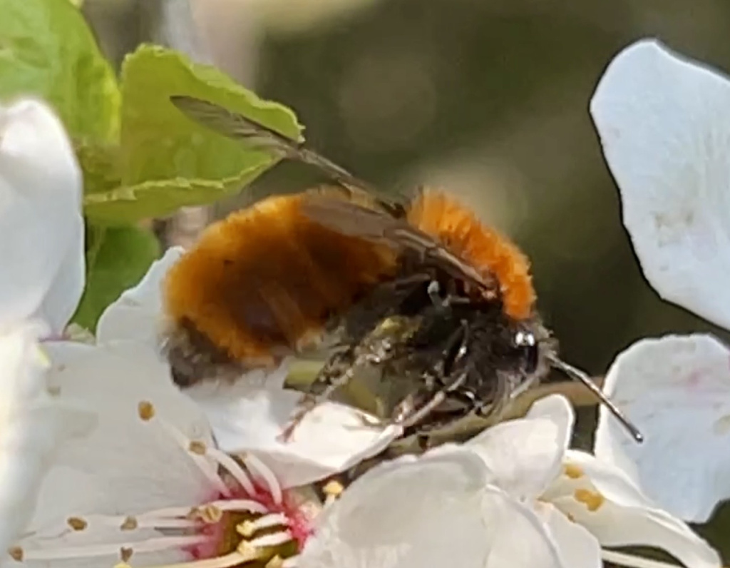 Andrena fulva | Fuchsrote Lockensandbiene Andrena fulva | Fuchsrote Lockensandbiene