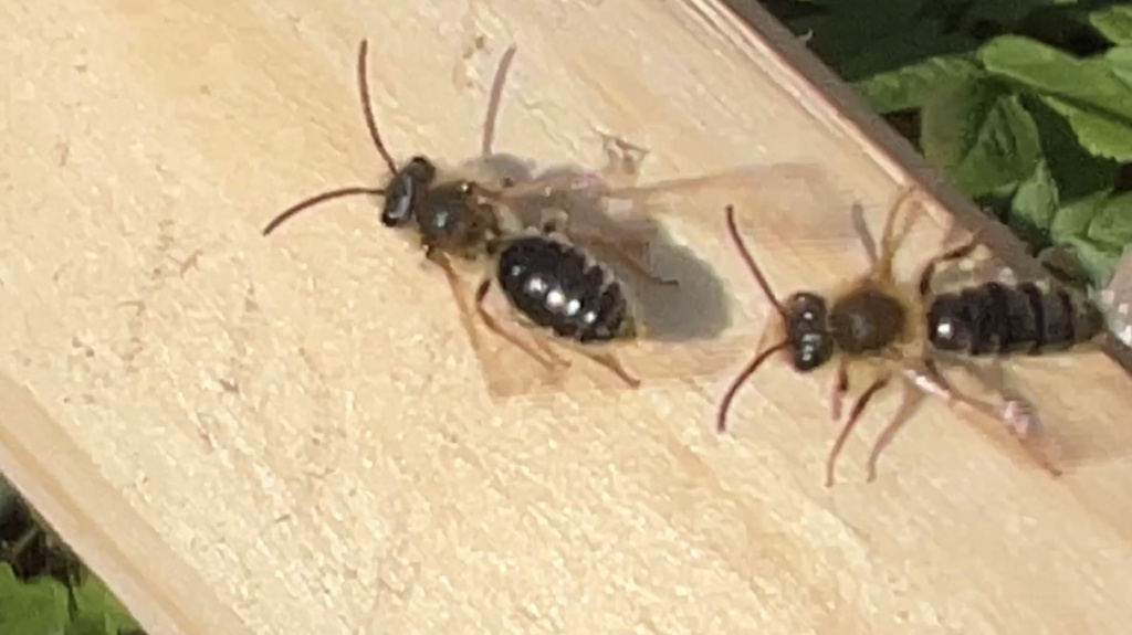 Andrena haemorrhoa | Rotschopfige Sandbiene Andrena haemorrhoa | Rotschopfige Sandbiene